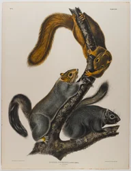 Scoiattolo gatto