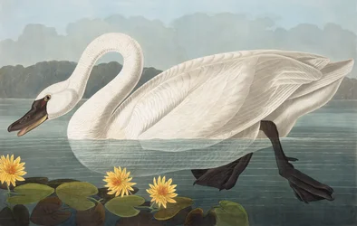 Cigno americano comune, Cygnus Americanus, da "Gli uccelli d