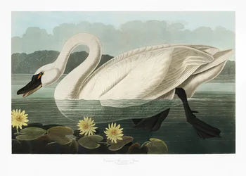 Cigno americano comune, tratto da *Birds of America* (1827)