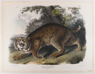 Gatto selvatico americano comune
