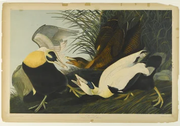 Eider