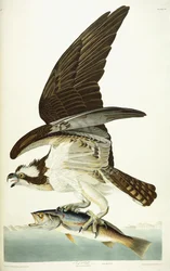 Falco pescatore, 1830
