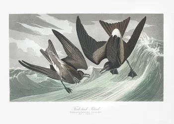 Uccello delle tempeste codaforcuta da Birds of America (1827)