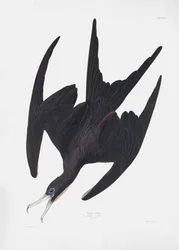 La fregata “Pelican” tratta da *Birds of America* (1827)