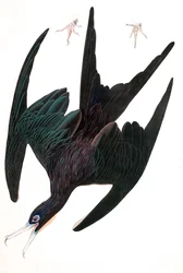 Fregata Pelican, Tachypetes Aquilis, da "The Birds of America" di John J. Audubon, pub. 1827-38 (incisione colorata a mano)