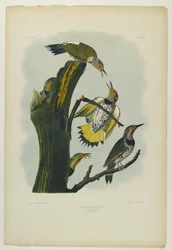 Picchio dalle ali dorate, stampato da Julien Bien e pubblicato da Roe Lockwood & Son, 1861