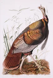 Grande gallo americano, o tacchino selvatico