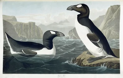 Grande alca, 1836