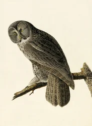Grande gufo cenerino, Strix Nebulosa, da "Gli uccelli d
