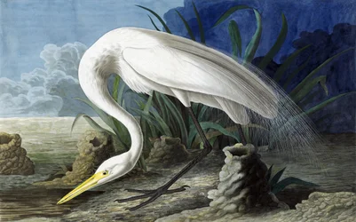 Airone bianco maggiore, Casmerodius Albus, da "Gli uccelli d