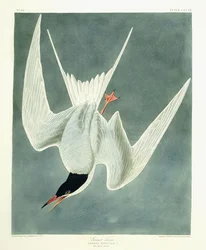 Grande Turno, Maschio, Piumaggio Primaverile, 1836