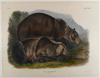 Orso grizzly