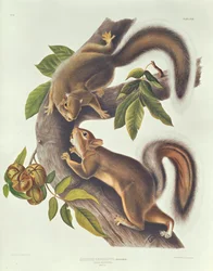 Scoiattolo lepre (Sciurus Leoporinus)