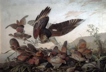 Falchi che attaccano pernici, 1826