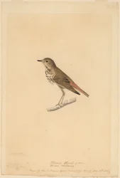 Tordo eremita