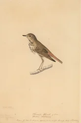Tordo Eremita, 1820