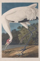 Gru Che Fiscia, 1834