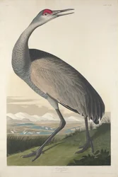 Gru Che Fiscia, 1835