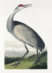 Gru americana tratta da *Birds of America* (1827)