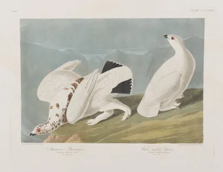 Illustrazione da 