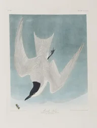 Illustrazione da 