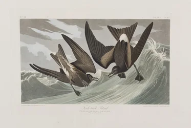 Illustrazione da 