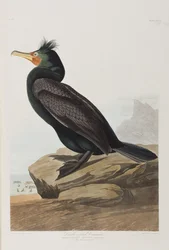 Illustrazione da 