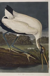 Illustrazione da 