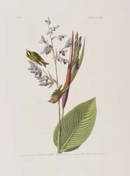 Illustrazione da 