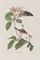 Illustrazione da 