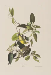 Illustrazione da 