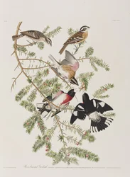 Illustrazione da 