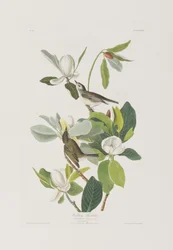 Illustrazione da 