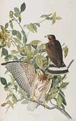 Illustrazione da 