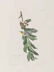 Illustrazione da 