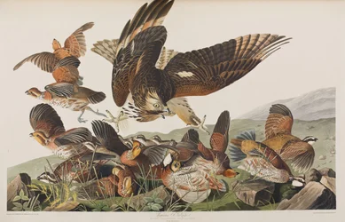 Illustrazione da 