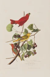 Illustrazione da 