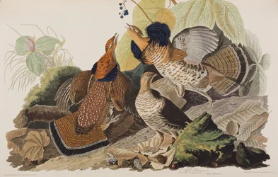 Illustrazione da 
