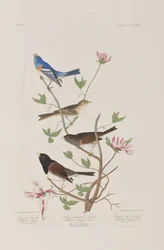Illustrazione da 