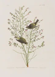 Illustrazione da 