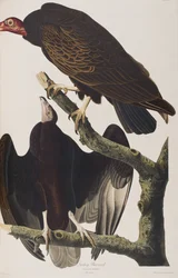 Illustrazione da 