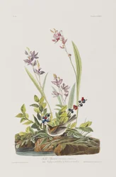 Illustrazione da 