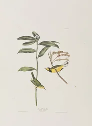 Illustrazione da 