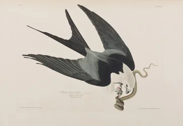 Illustrazione da 
