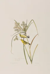 Illustrazione da 