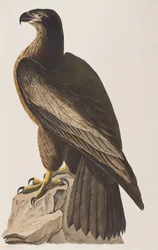 Illustrazione da 