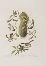 Illustrazione da 