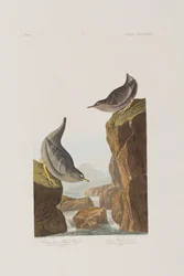 Illustrazione da 