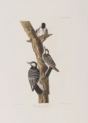 Illustrazione da 