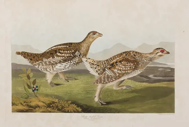 Illustrazione da 